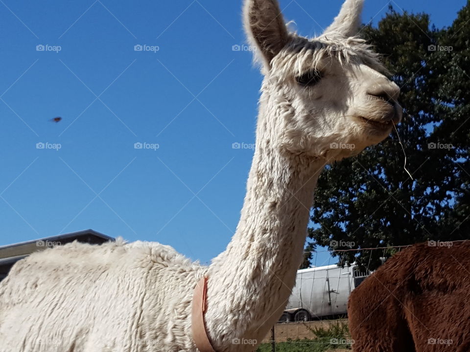 alpacas