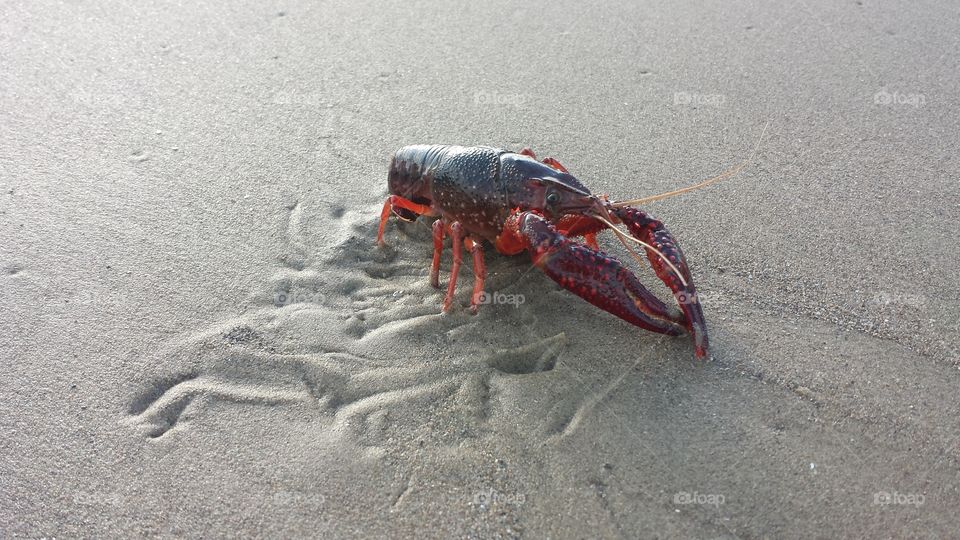 Close-up of lobster on sand at beach