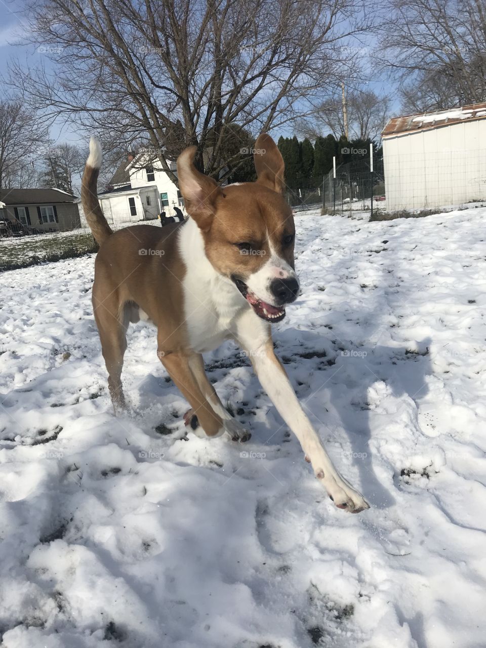 Happy Dog Running Through the Snow
