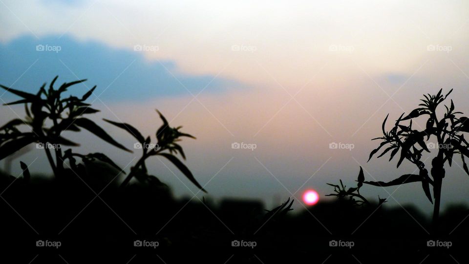 beautiful plants silhouette photo in the afternoon