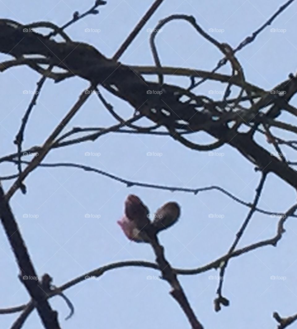 A  peach tree branch in bud getting ready to blossom with a pink flower with a background of wisteria branches.