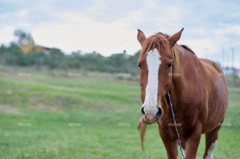 brown horse with white spots grazing in the green meadow on a cloudy day.