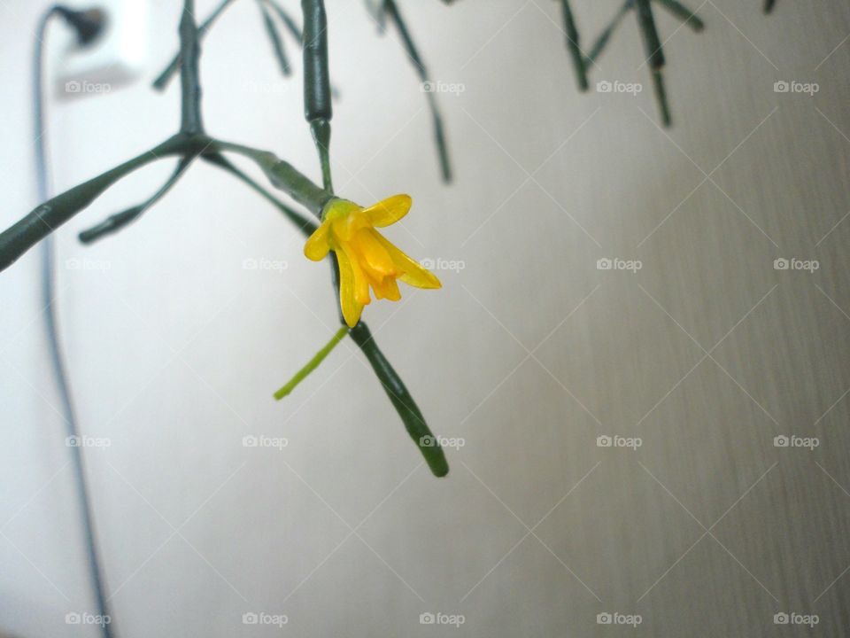 No Person, Blur, Flower, Still Life, Leaf