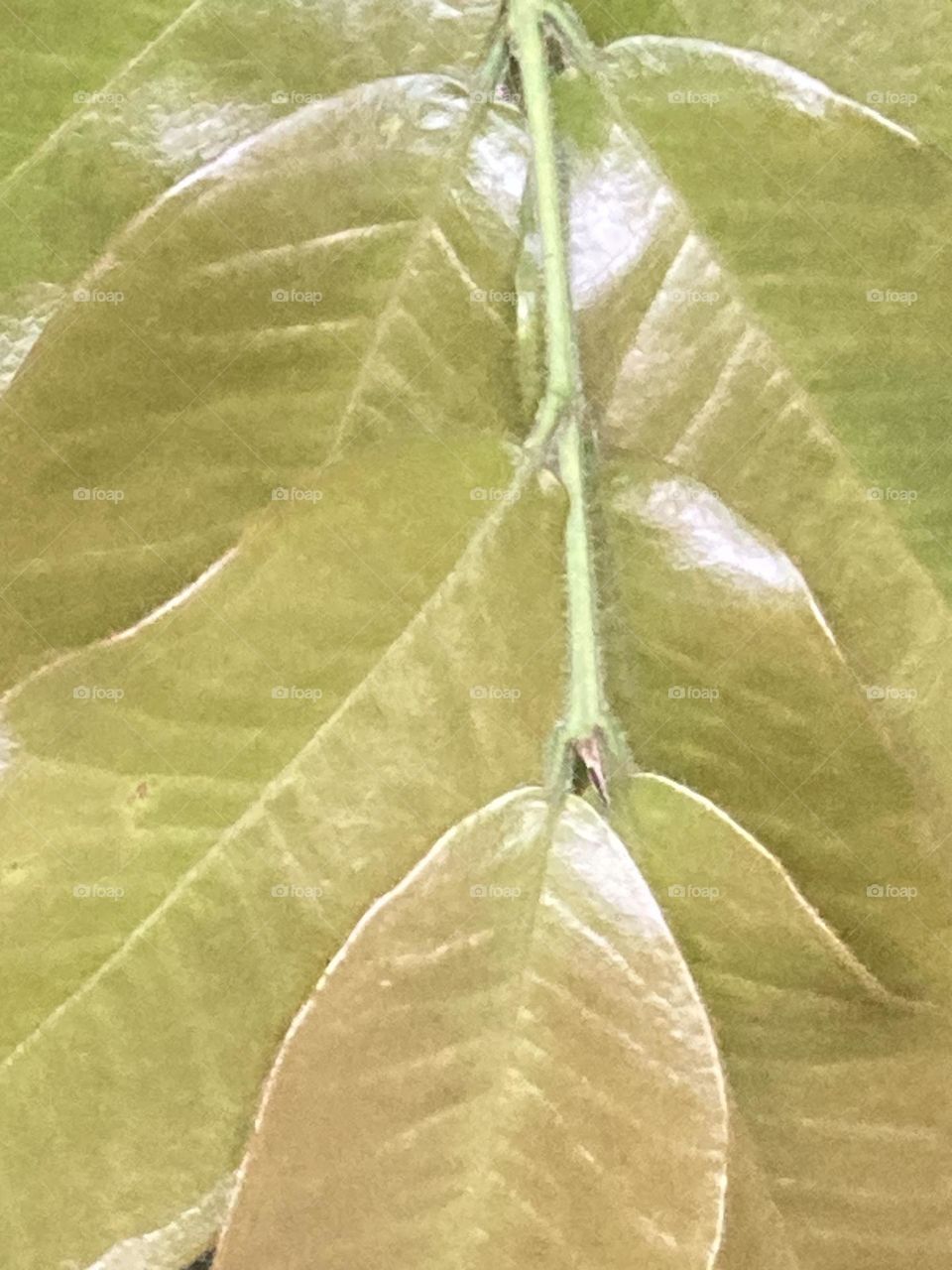 Conjunto de folhas jovens verde claro levemente avermelhadas.