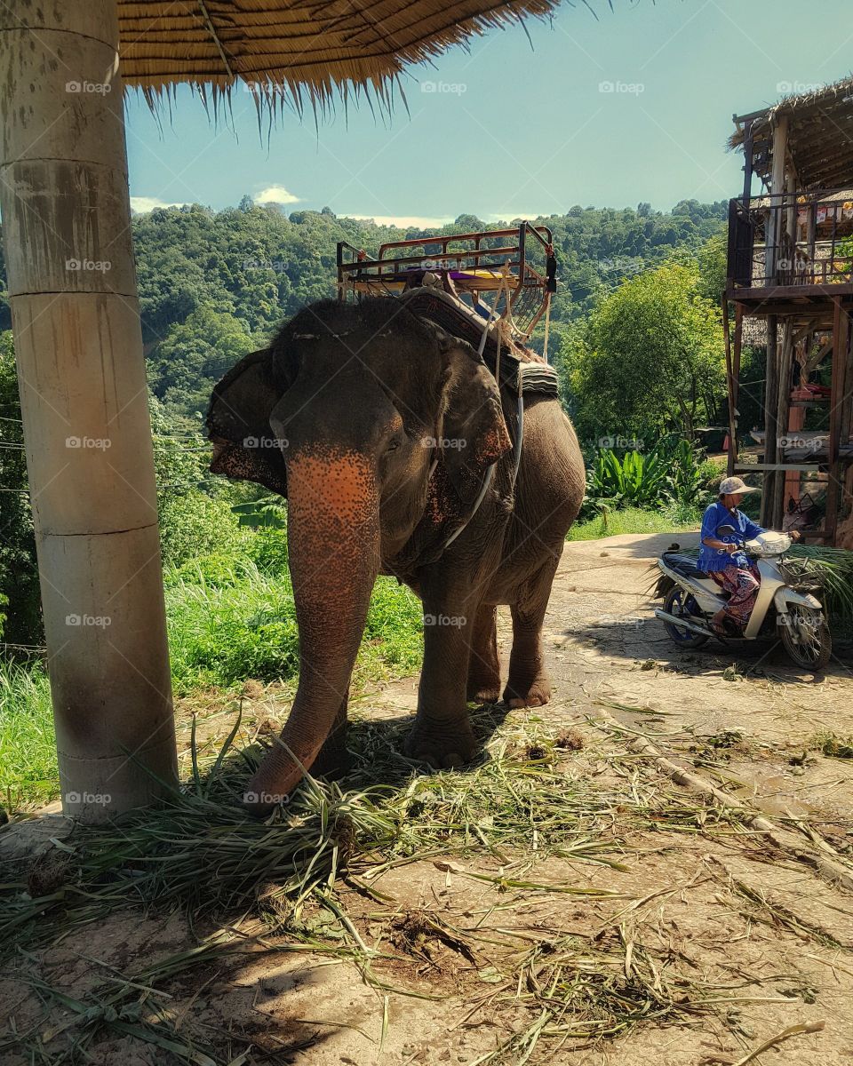 Elephant in Phuket Thailand