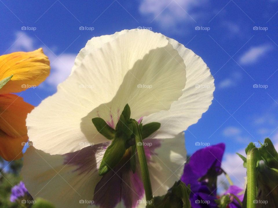 Close-up of flowers