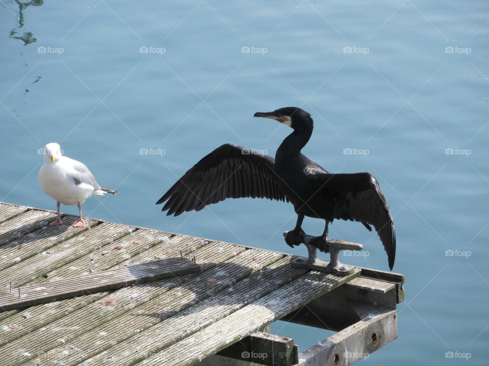 seagull and cormorant