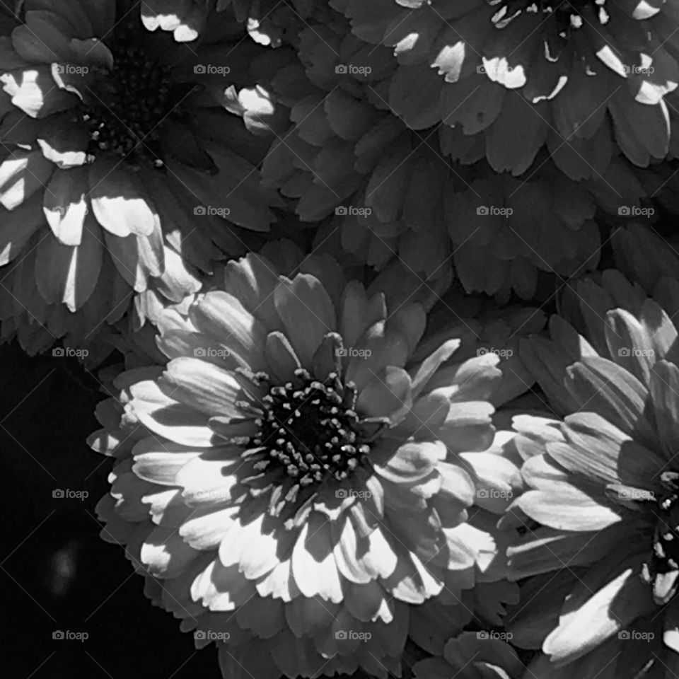 Flowers in Black & White.