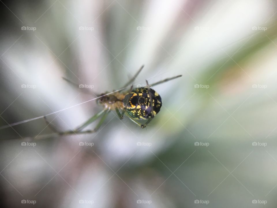 Upside down spider