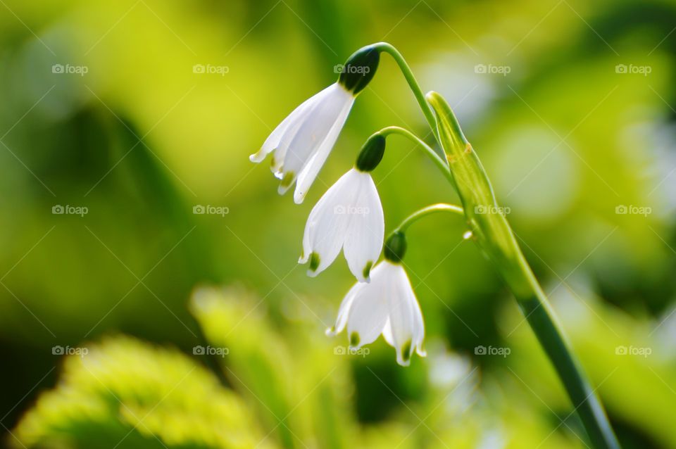 three of a kind white and green plant life