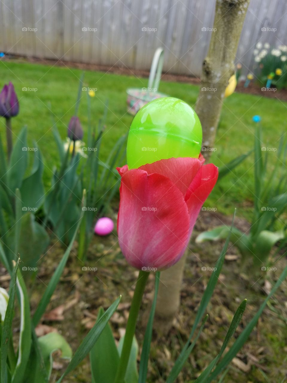 Green plastic Easter egg sits inside pink tulip