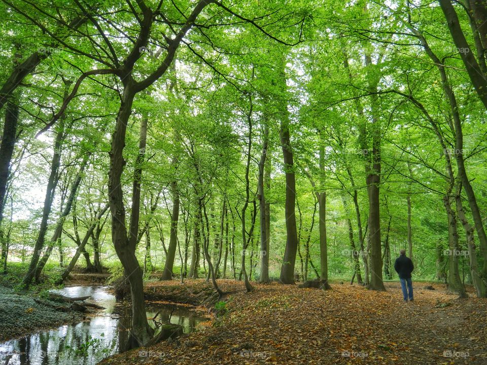 Forestwalk