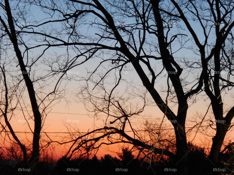 Sunrise with tree silhouette