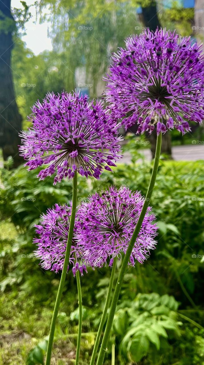 Красивые  фиолетовые цветы декоративного лука.