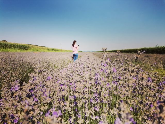 Lavender field