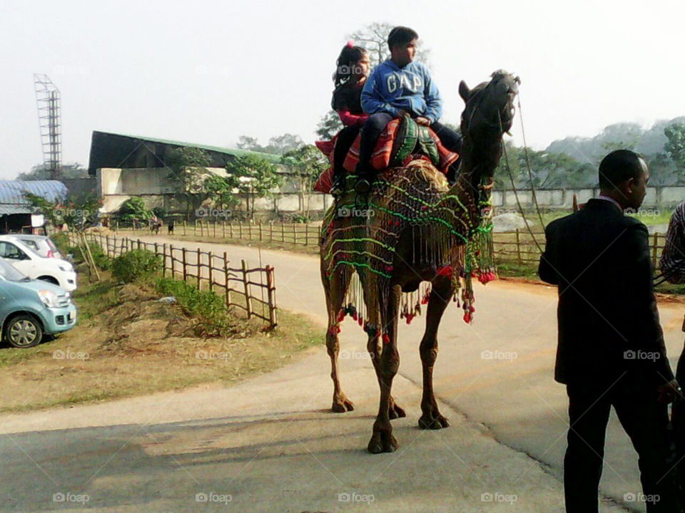 Injoy with camel