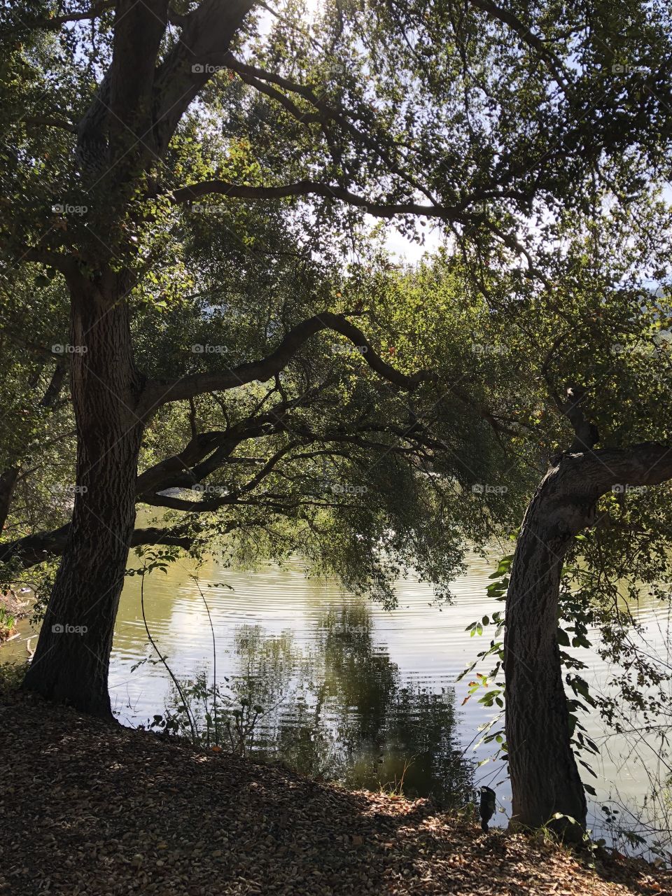 Oak trees reflecting on a lake