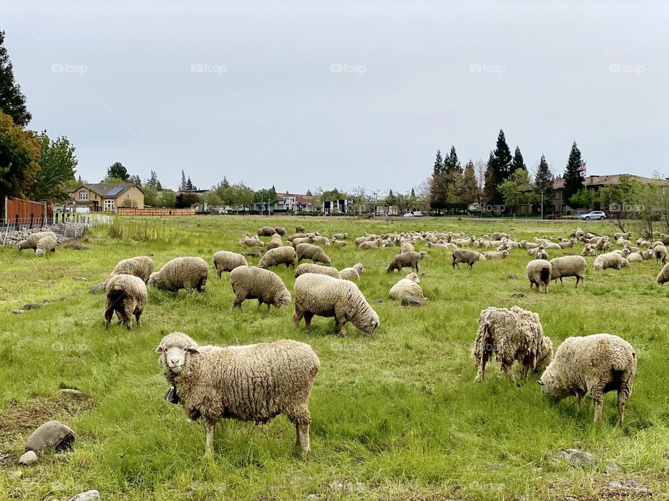 A herd of sheep graze in a field near houses. 