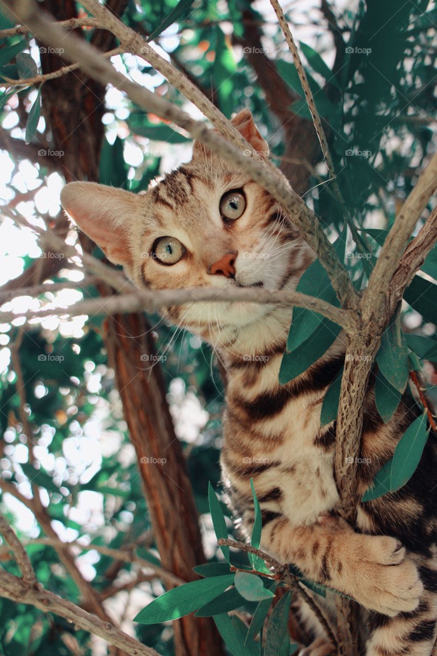 Bengal cat in tree