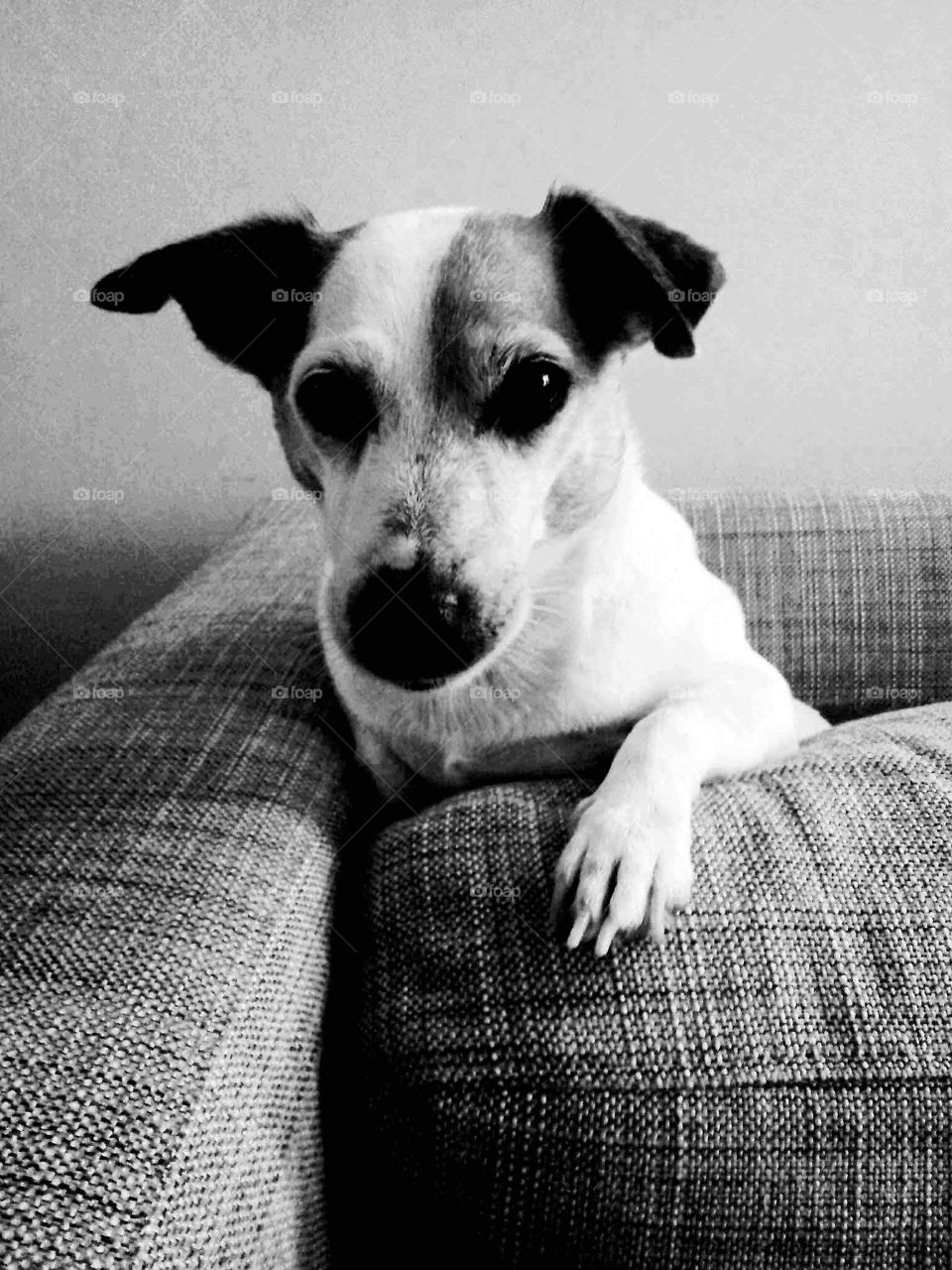 cute jack russell terrier dog on couch monochrome