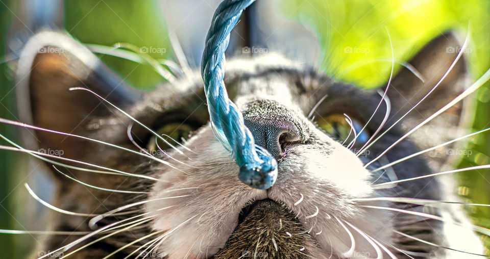 Close up view of a white and gray cat smelling a blue string