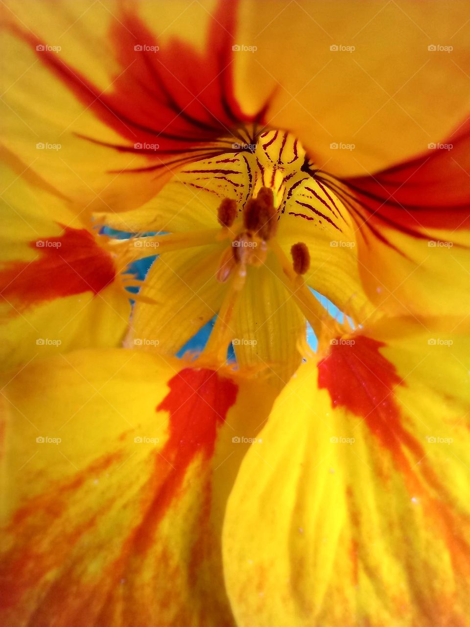 Tropaeolum majus