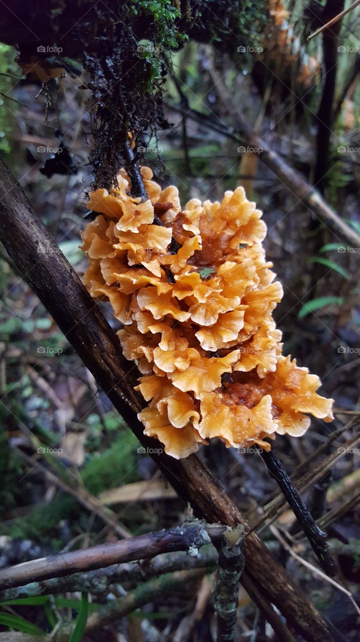 Close-up of mushroom