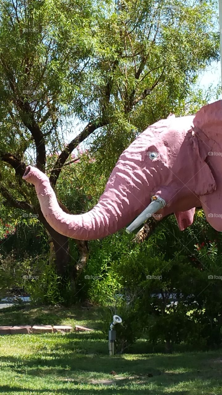 The Pink Elephant.