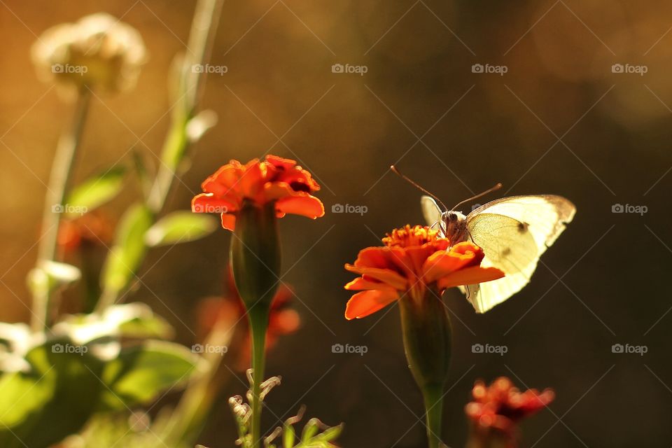 Flowers and butterfly on a balcony in autumn. Last bloom.