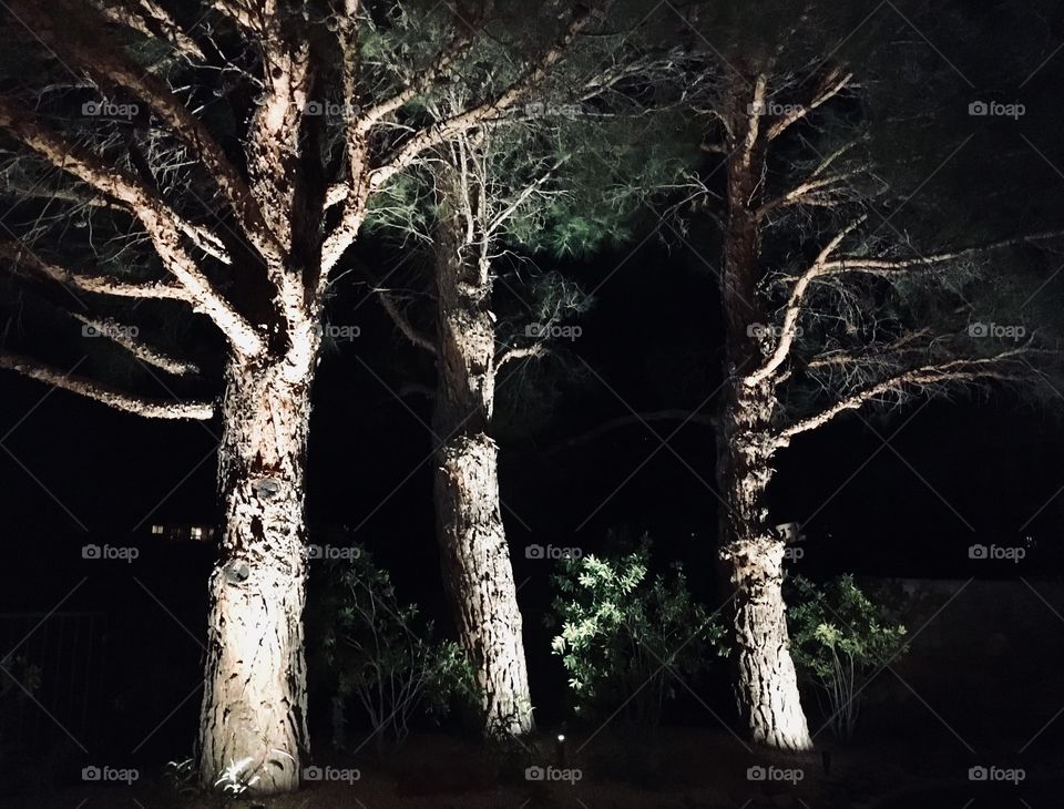 Three trees at night 