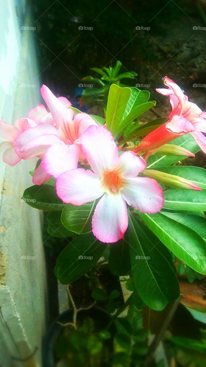 nice light pink flower