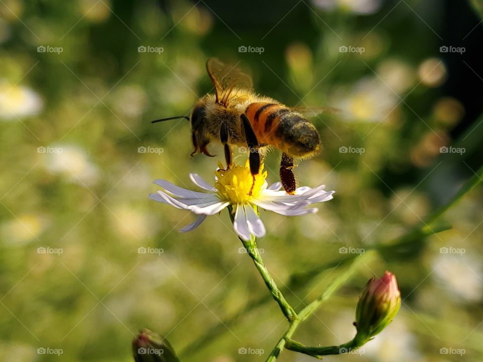 Close up from behind of bee pollinating a wild flower.