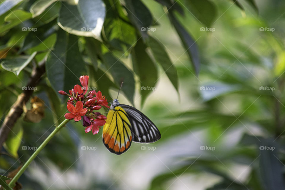 Butterfly on Jatropha integerrima Jacq , The bright red flowers in the Park.