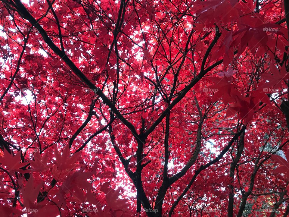Japanischer Fächerahorn im Herbst 