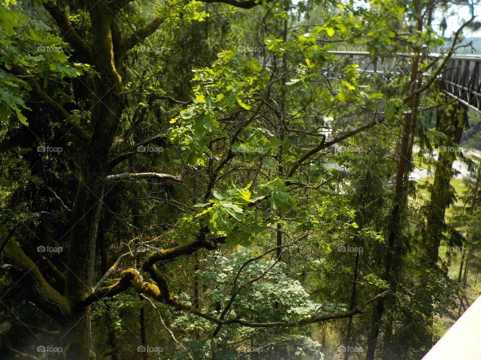 Trees vs treetop walk