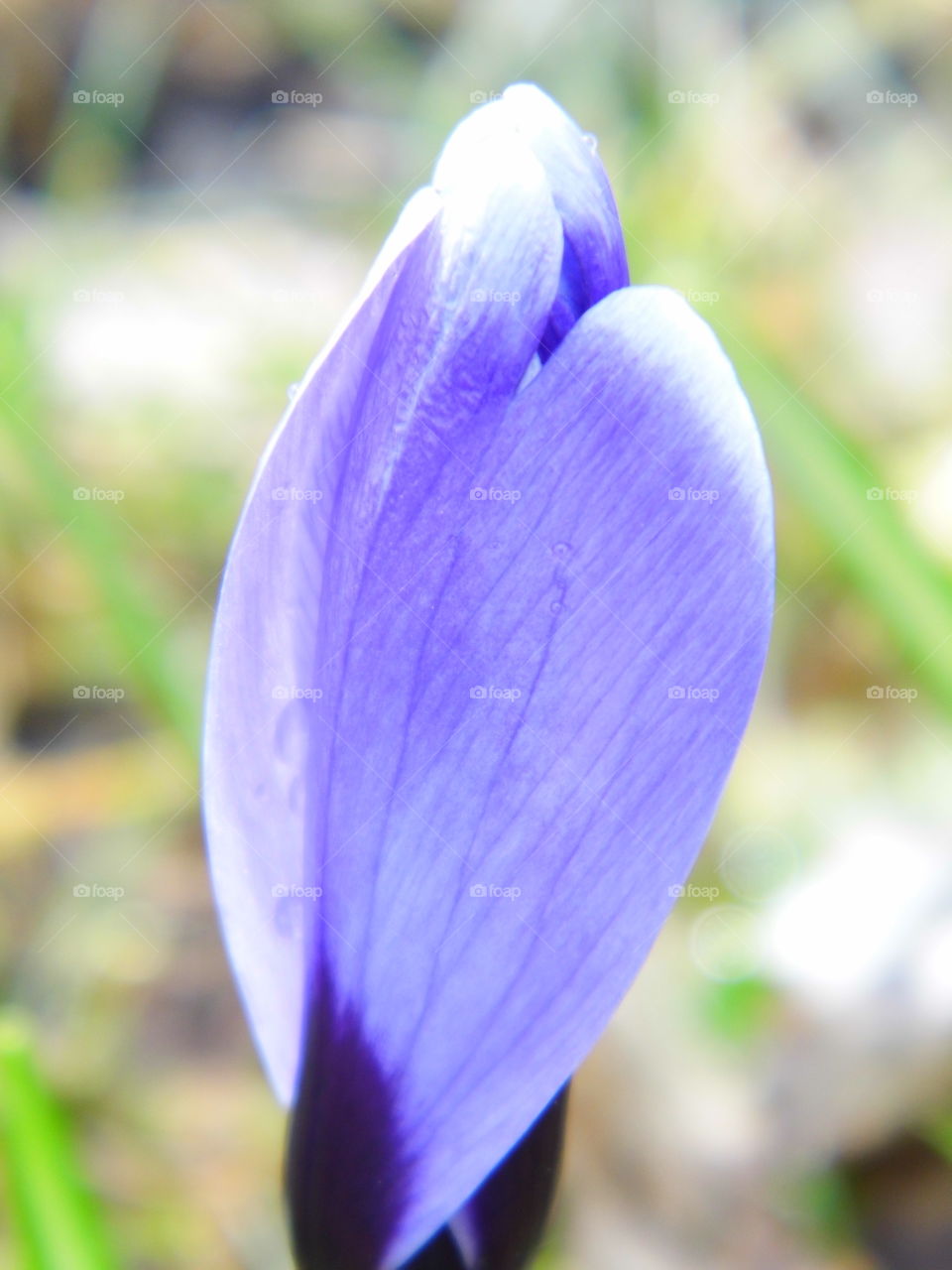 spring flower and beautiful color