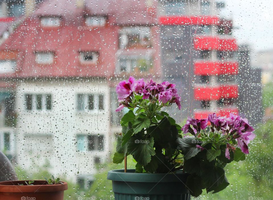 Raini day and purple house plant on the window, city view on the background