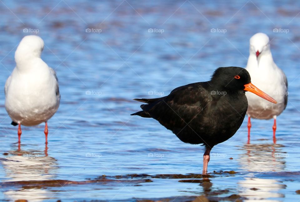 A south Australian Sooty Oyster Catcher on the seashore with seagulls 