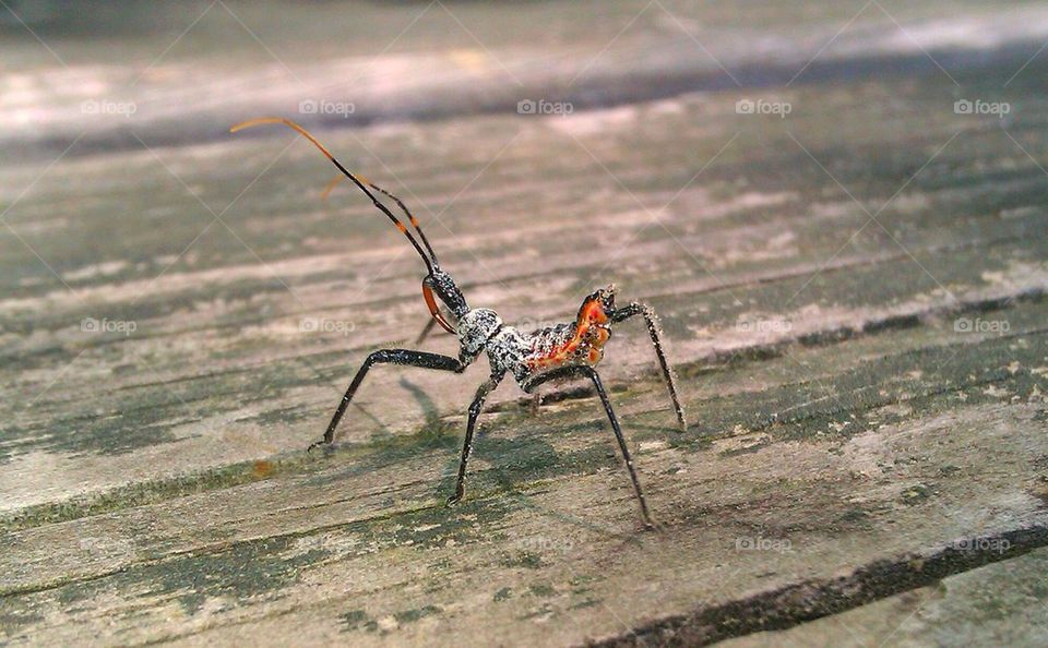 wheel bug nymph