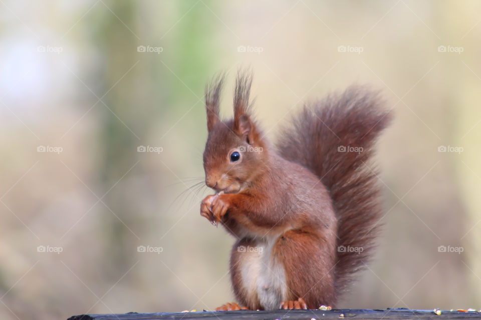 Squirrel