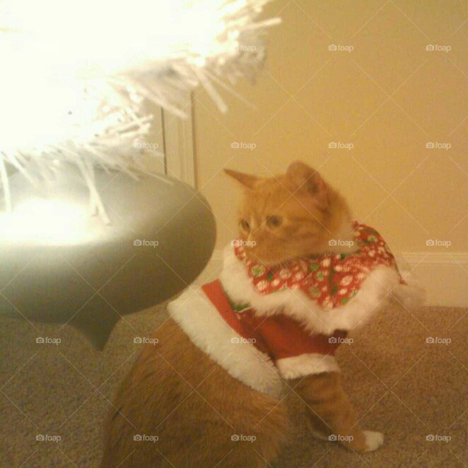 A kitty dreams Santa will bring him catnip toys.