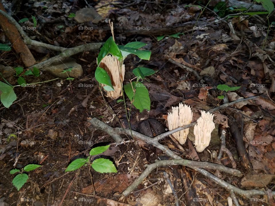Odd Mushrooms