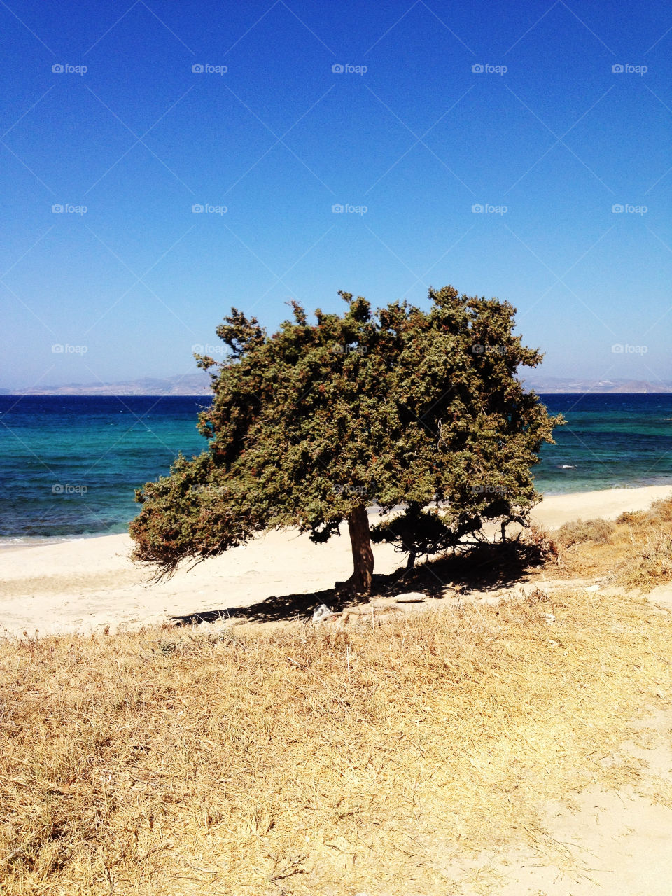 beach blue tree water by joosse_b