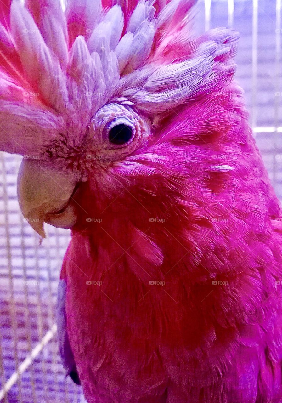 Pink rare parrot 