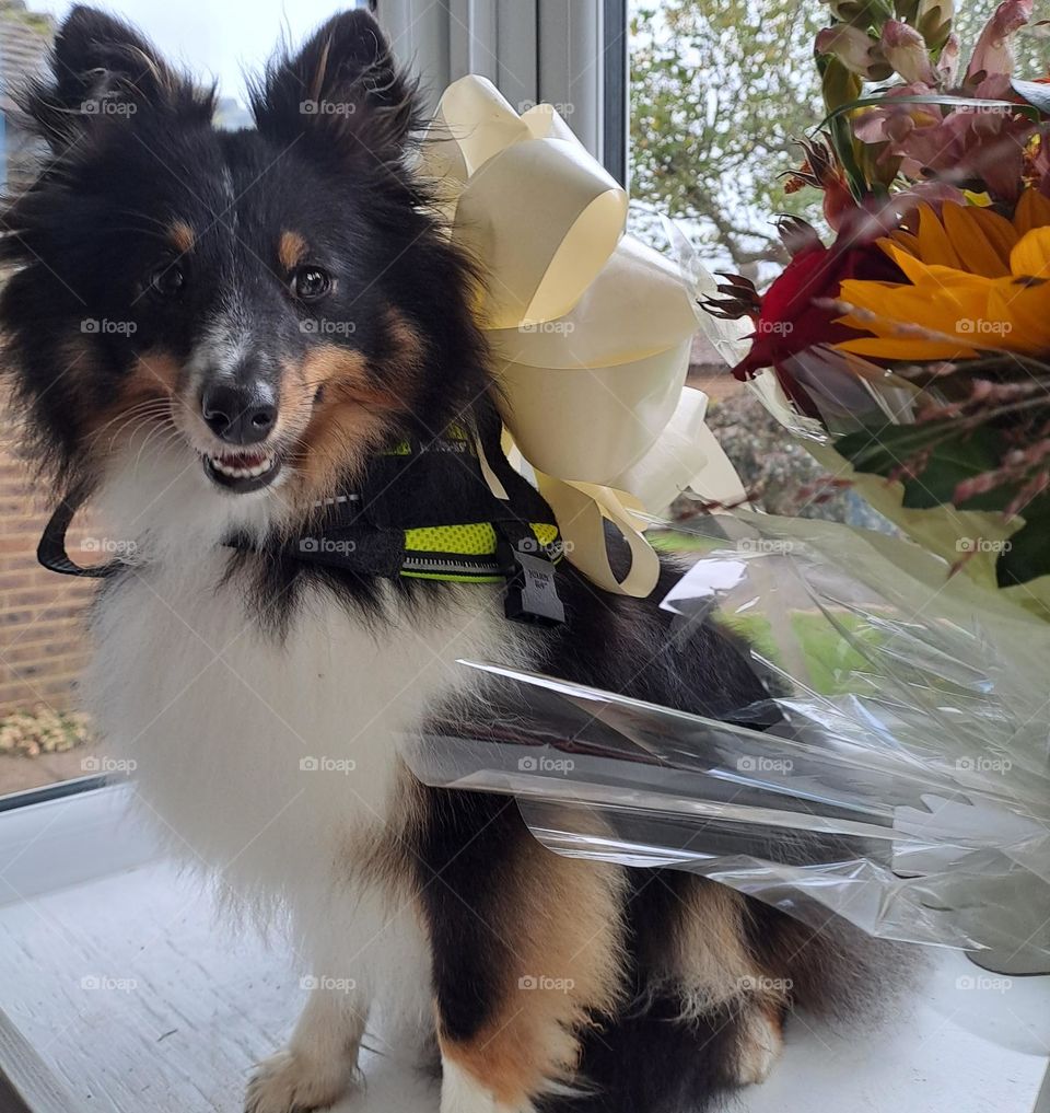 sheltie dog posing in cream wedding bow ne xt to bouquet of flowers
