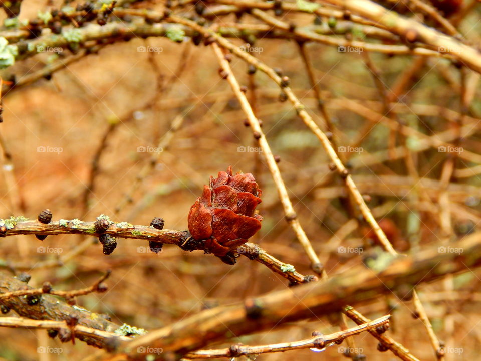 Branches in the fall