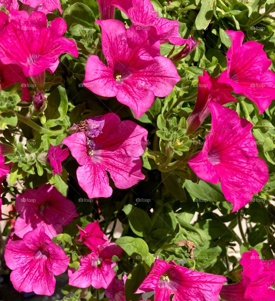 PETUNIAS! 🌹 🇺🇸 Very beautiful flowers to brighten our day.  Live nature and its beauty. Did you like the delicate petals? / 🇧🇷 Flores muito bonitas para alegrar nosso dia. Viva a natureza e sua beleza. Gostaram das pétalas delicadas? 
