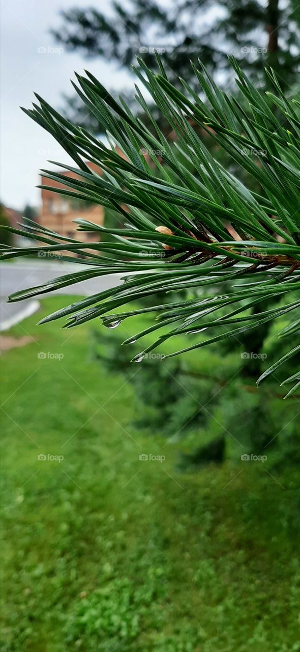 Всё   молодо   и  зелено!