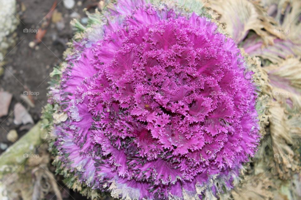 Flowering kale