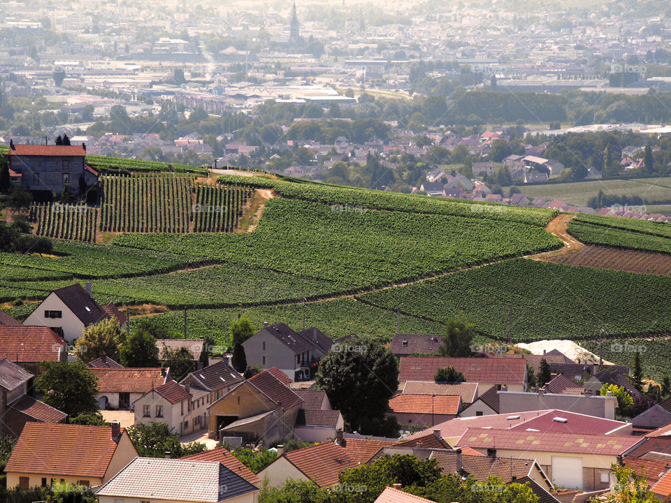 Champagne . Vineyards 